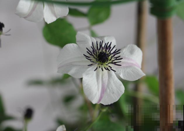 铁线莲长得又细又长，可能和这4点有关，注意好很快变壮实