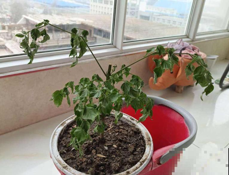 幸福树总掉叶,记住养护3步骤,轻轻松松养好 幸福树总掉叶,记住养护3步骤,轻轻松松养好