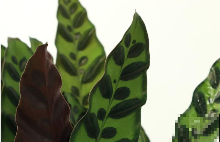 家里养盆竹芋，叶子美的像油画，不会养赶紧学会这5步