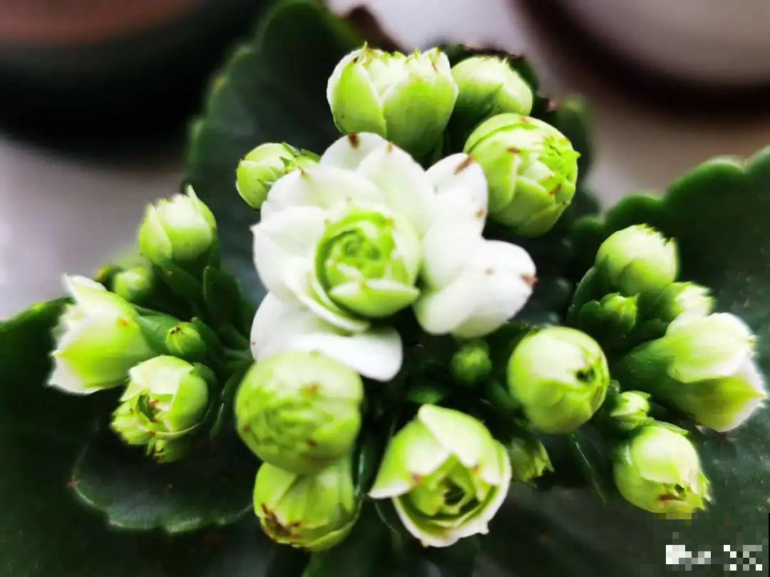 大花蕙兰太贵,掉个花苞都心疼,快来注意这3点! 大花蕙兰太贵,掉个花苞都心疼,快来注意这3点!