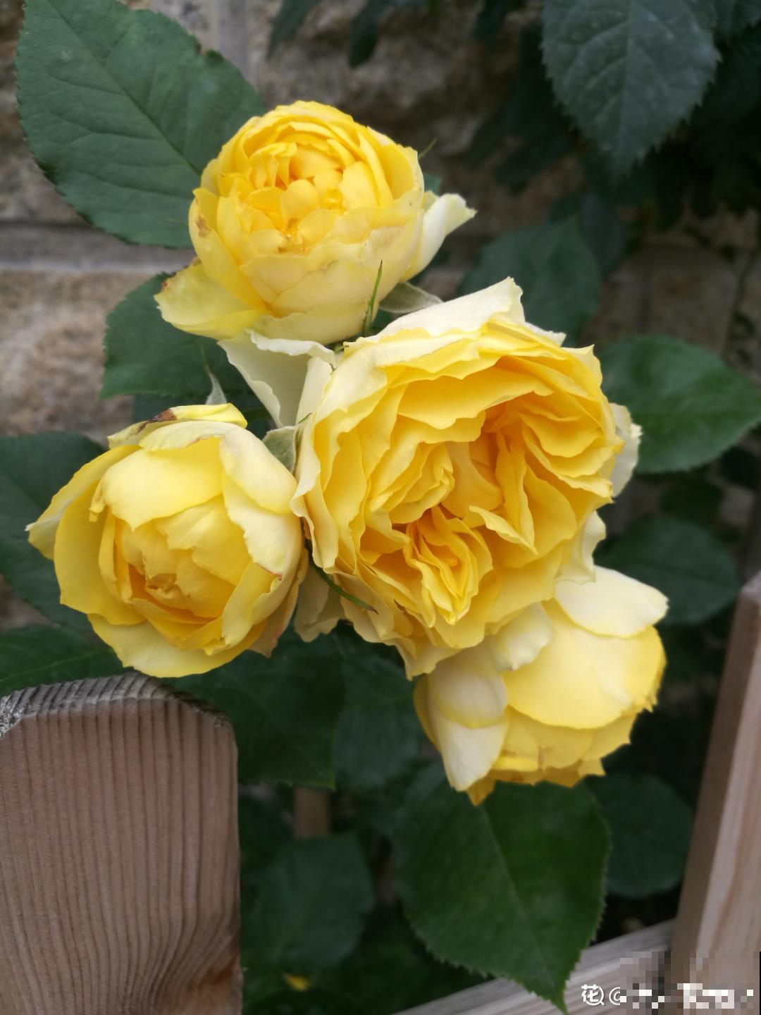 小阳台的开花机器,花期能达大半年,月月爆开不歇气,真香! 小阳台的开花机器,花期能达大半年,月月爆开不歇气,真香!