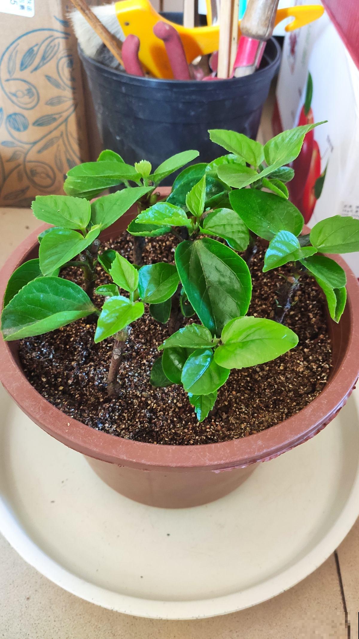 路边的土挖回家，怎么就我把花养死了，是因为没注意这3点