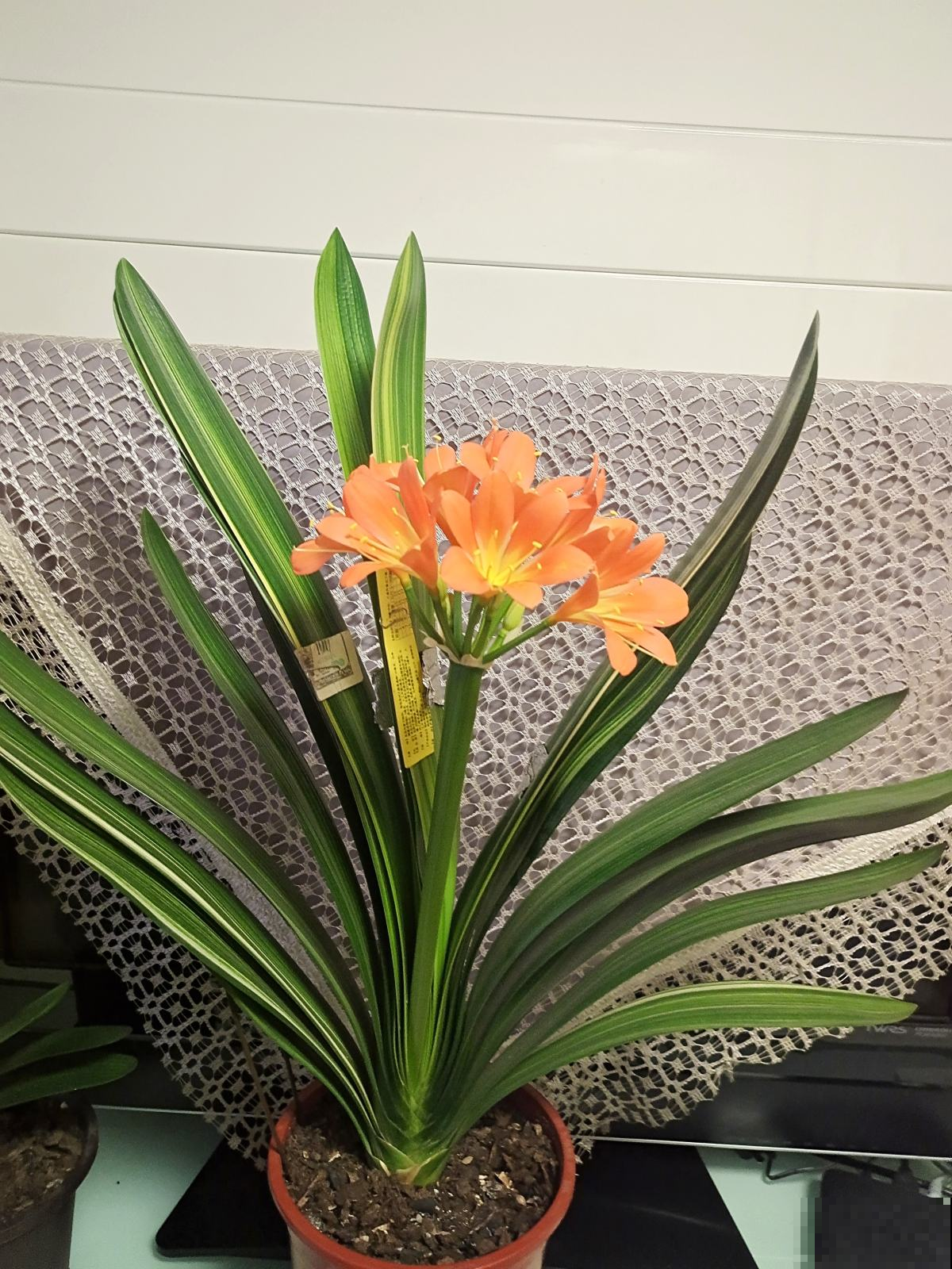 君子兰一直不开花，学会什么叫“春化”，开花数量翻倍