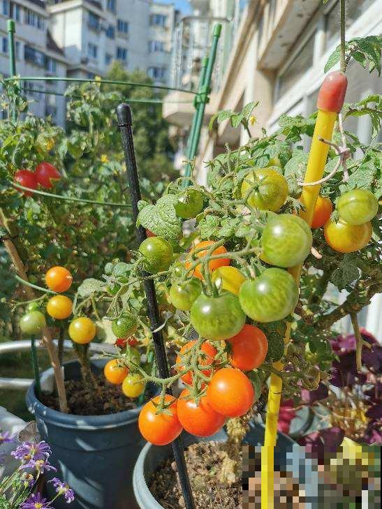 阳台养盆小番茄,咕噜咕噜冒果子,酸酸甜甜吃不完 阳台养盆小番茄,咕噜咕噜冒果子,酸酸甜甜吃不完