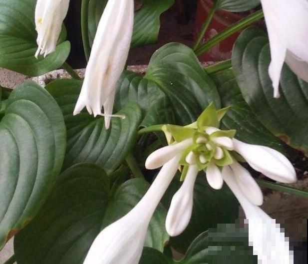 这5种植物适合露天种植，院子里随便一个品种，都很争艳