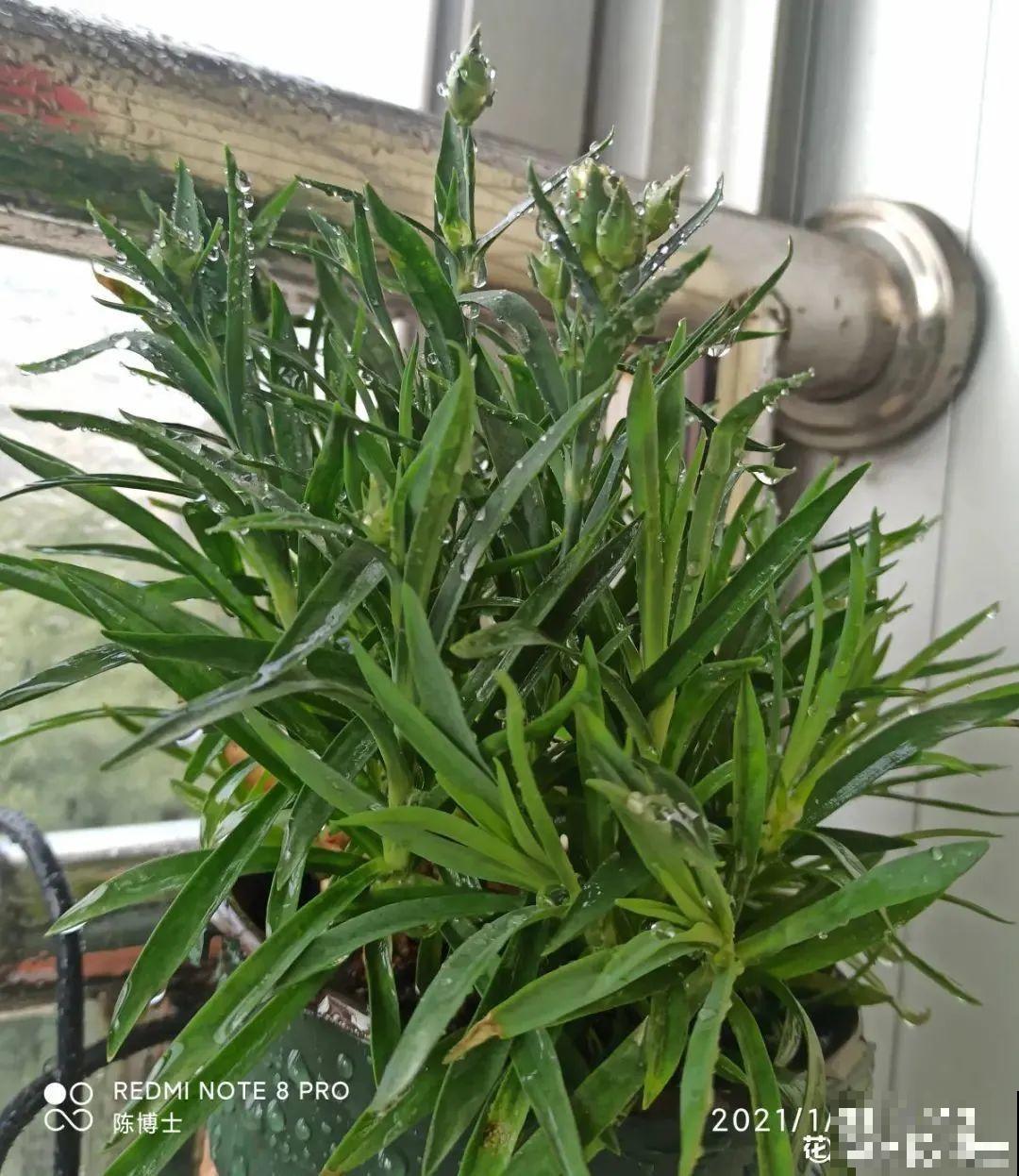 1种花满盆花苞,春天养正好,爆盆很容易 1种花满盆花苞,春天养正好,爆盆很容易