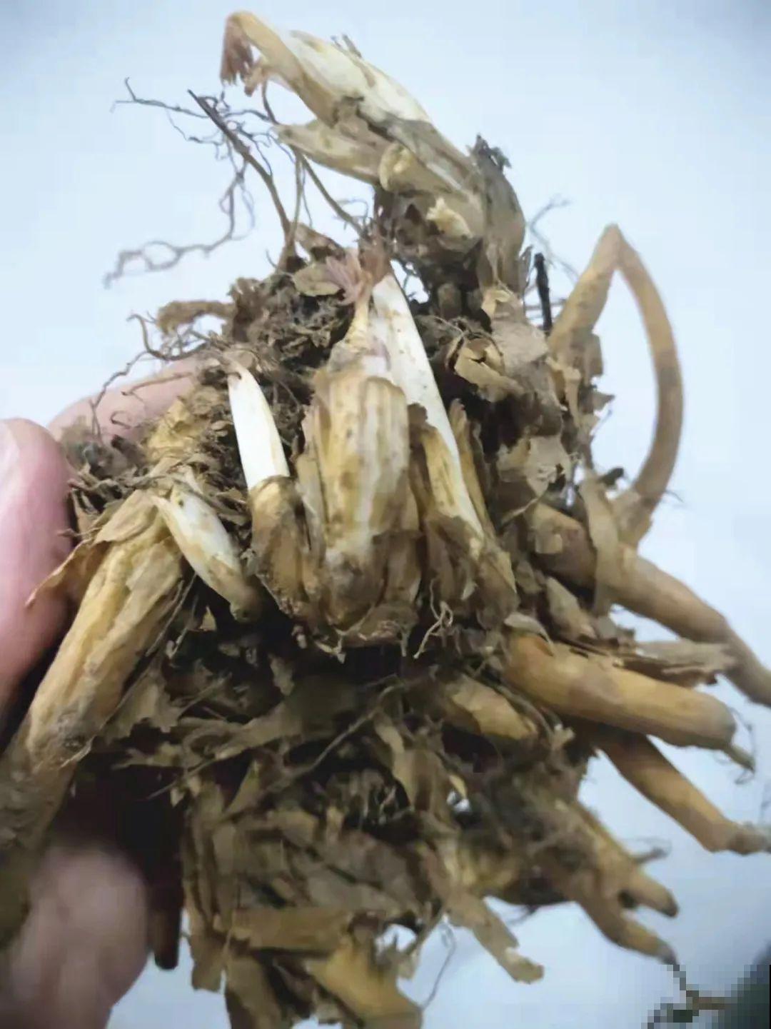 家里养盆荷包牡丹,荷包满满,富贵吉祥寓意好! 家里养盆荷包牡丹,荷包满满,富贵吉祥寓意好!