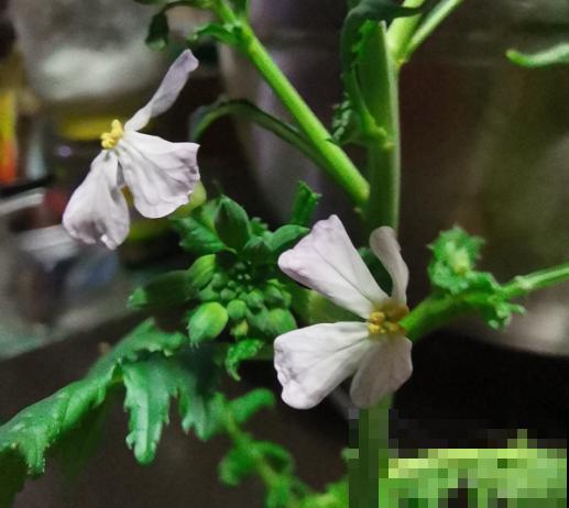 白萝卜苗移栽,注意这4点,轻松提高移栽成活率 白萝卜苗移栽,注意这4点,轻松提高移栽成活率