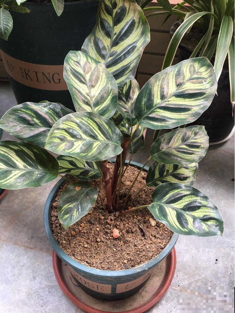 南方烂大街的花，在北方可真难养，心累