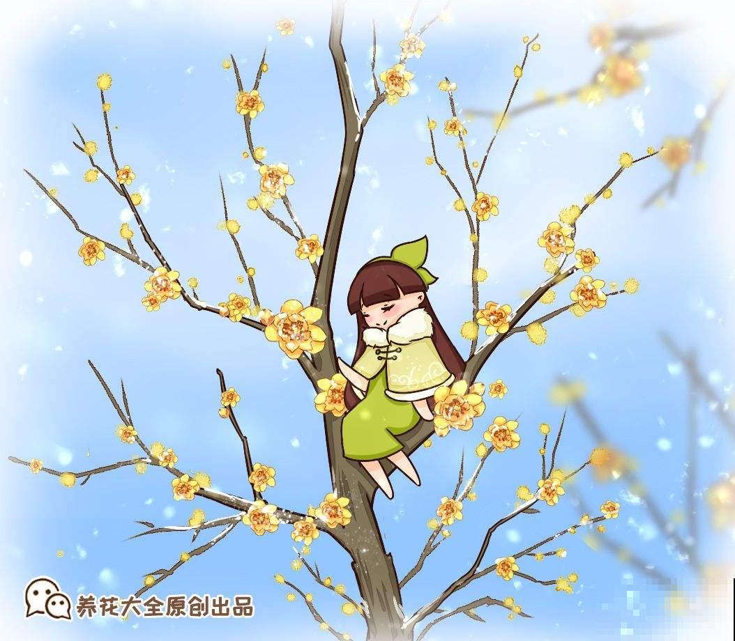 腊梅不是梅花，你知道吗？凌霜而开更优雅