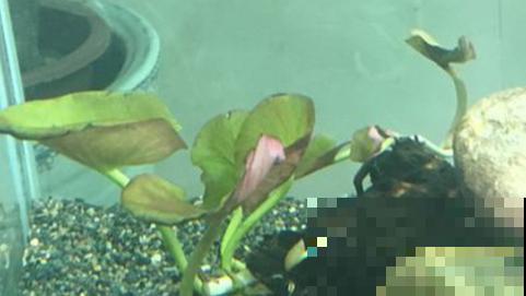 养殖红荷根，不长水上叶，主要是这2个原因