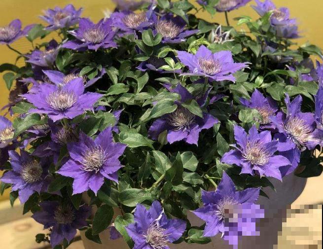 铁线莲叶子枯萎,不要着急,学会这4步轻松解决 铁线莲叶子枯萎,不要着急,学会这4步轻松解决