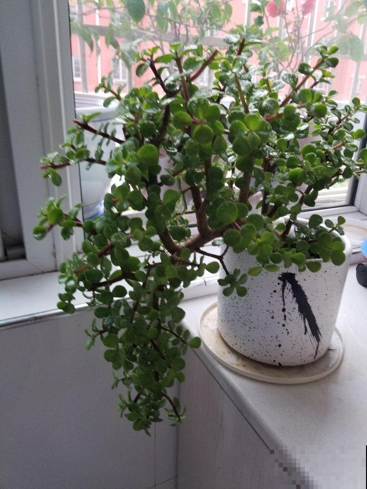 4种“骗人花”，花市看见要小心，坑多得让人无语