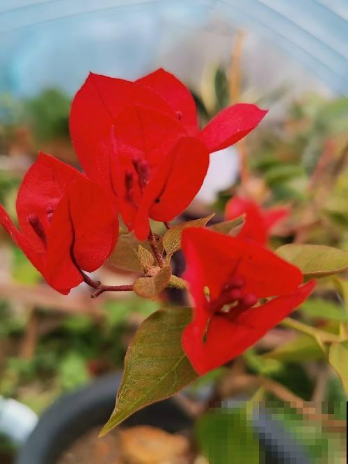 爱养花的男人才不“娘”,实则温柔又细心,遇到了可别错过 爱养花的男人才不“娘”,实则温柔又细心,遇到了可别错过