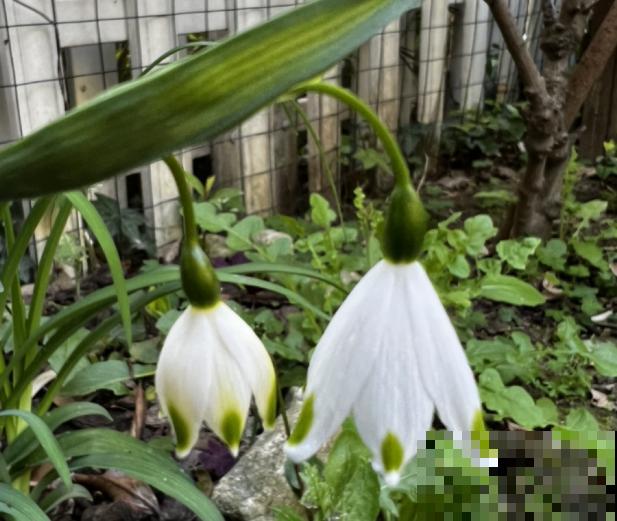 雪片莲种植时间有要求，记住这4点，出芽率提高
