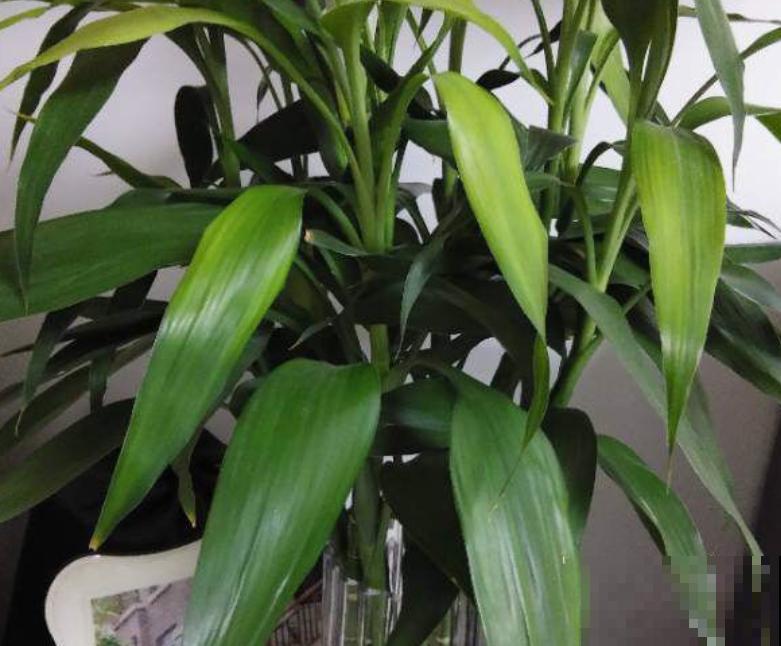 造型奇特的“竹塔富贵竹”，养家里富贵好兆头，有格调的人都喜欢