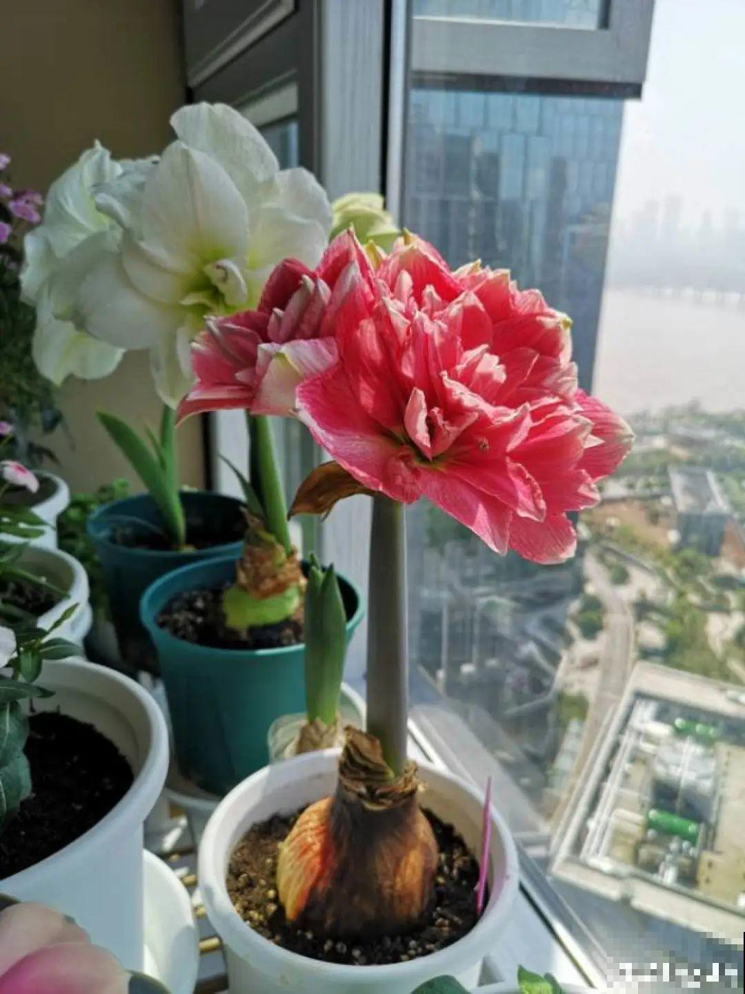 3个症状，说明花缺肥了，赶快补上，下个月大爆花