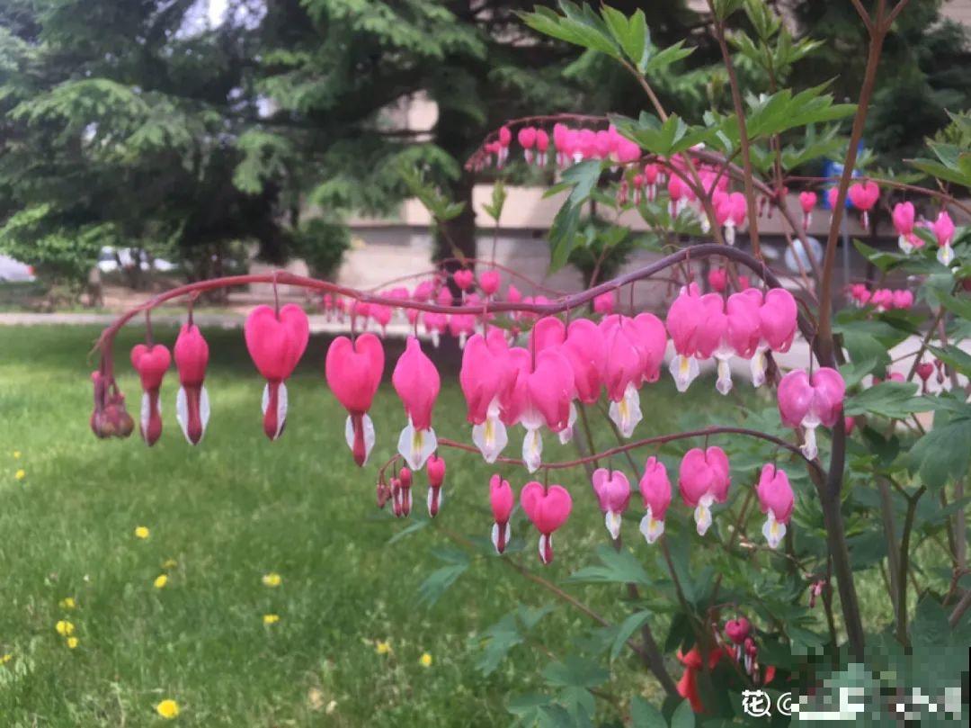 家里养盆荷包牡丹,荷包满满,富贵吉祥寓意好! 家里养盆荷包牡丹,荷包满满,富贵吉祥寓意好!