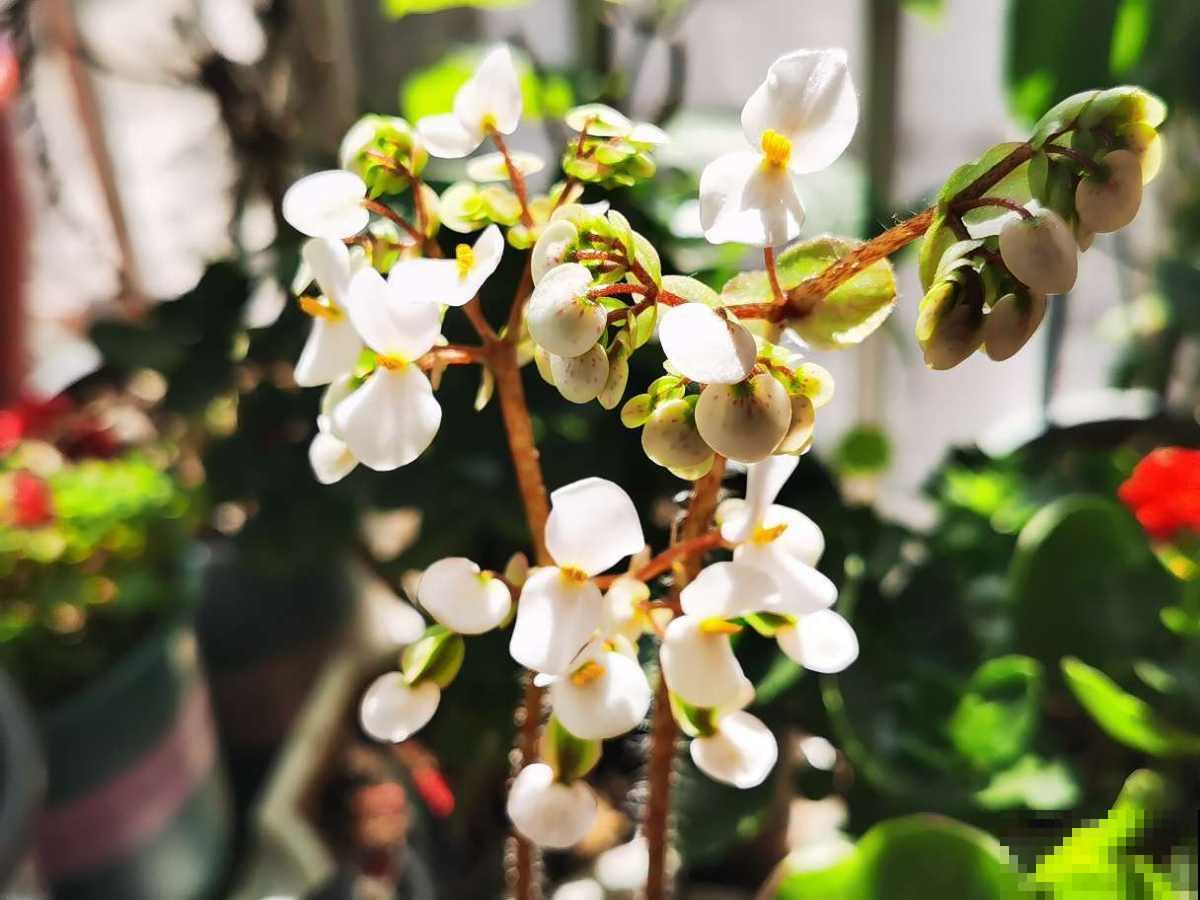 养花也是养心态,一般有这5个特点的人,基本养不好花 养花也是养心态,一般有这5个特点的人,基本养不好花