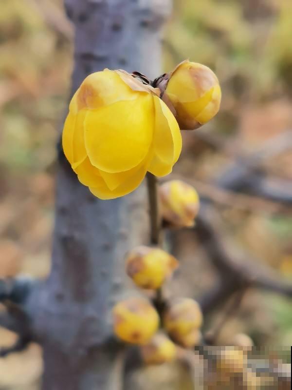马上过年,这10种年宵花闭眼入,不会踩雷 马上过年,这10种年宵花闭眼入,不会踩雷