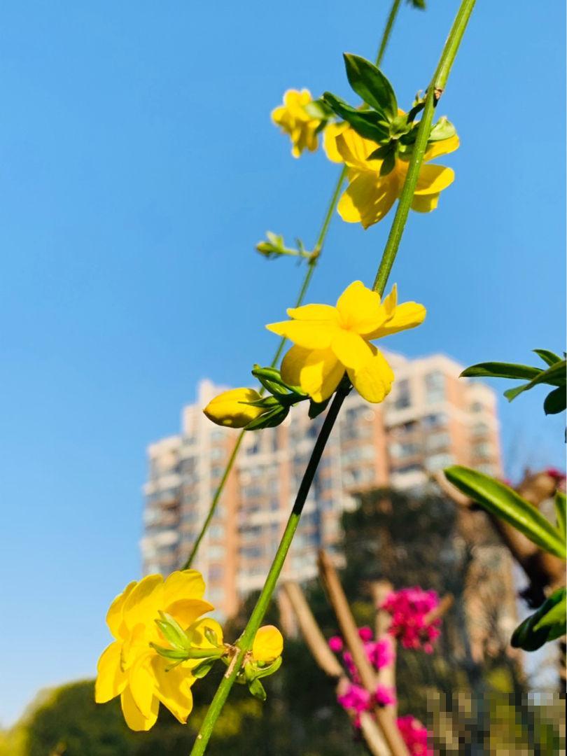 4种生长在路边的美花，春天呼呼开，堪比选美大赛