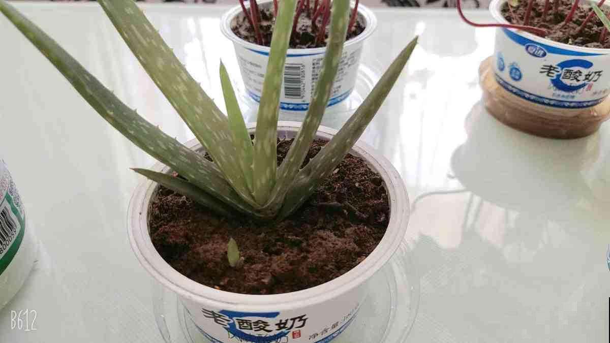 省钱的养花技巧,养花成本减半,你都知道几个? 省钱的养花技巧,养花成本减半,你都知道几个?