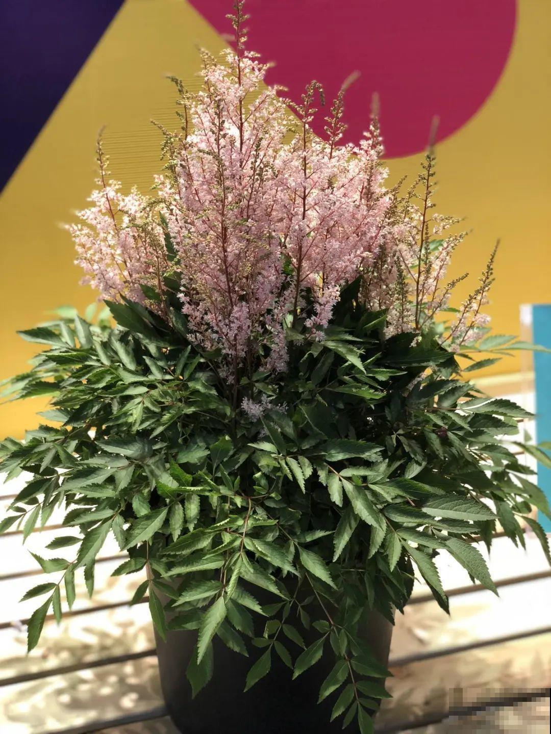 过年烟花没看够，快养这9种花，开花更美