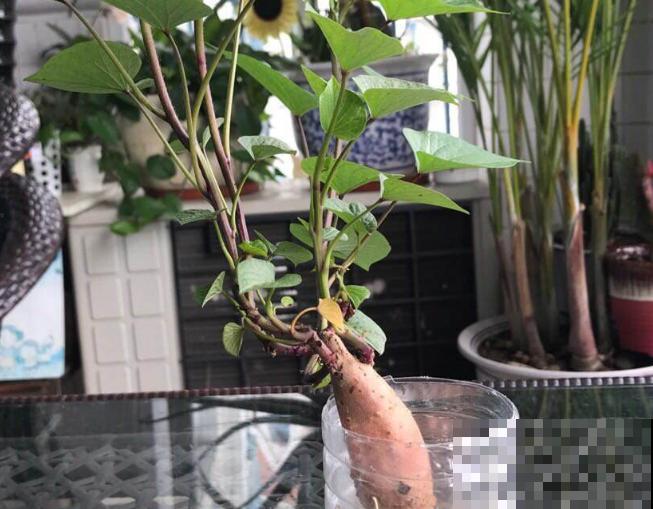 番薯种植很简单，知道这4步，成活率高