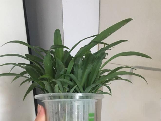 吊兰水培，记住这4点，长势很旺盛