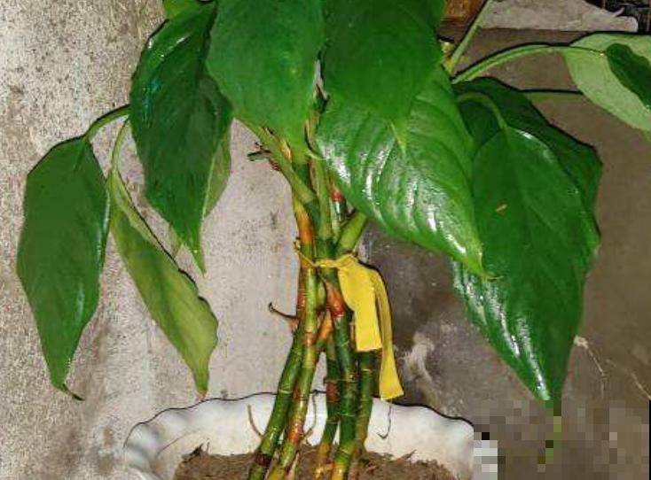 万年青掰个枝条，插土里就能活，1盆变多盆