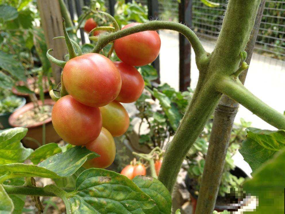 4种蔬菜种家里，足不出户也能养活一家，冬天管够