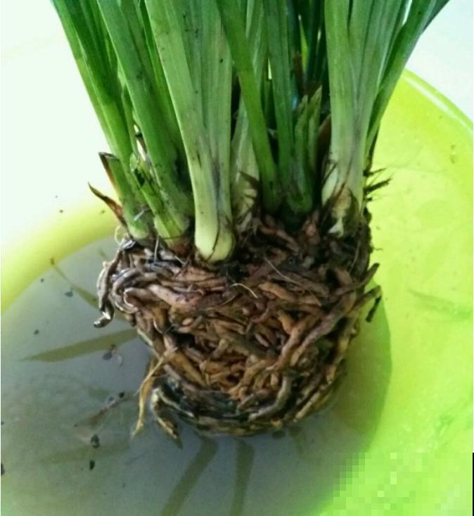 6种花，二月底快扦插，十几天就生根