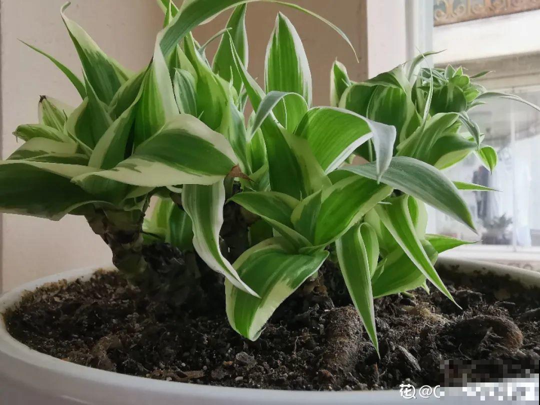 9种花，现在不能搬出门，屋里再躲半个月，不然就冻死