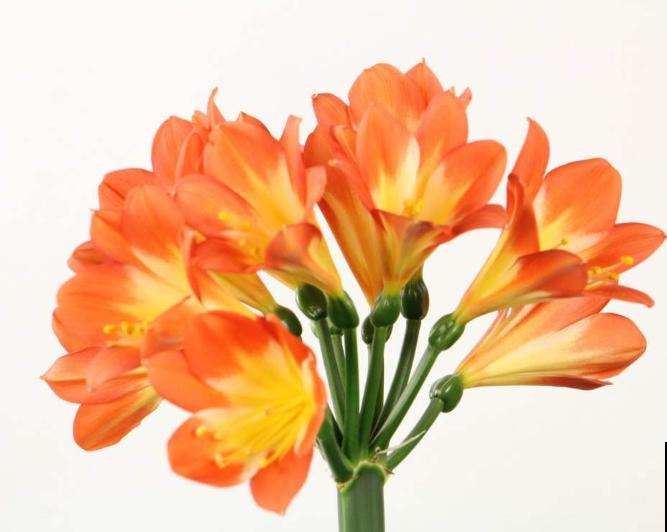 君子兰新叶发皱，和这4步有关，及时处理还能恢复