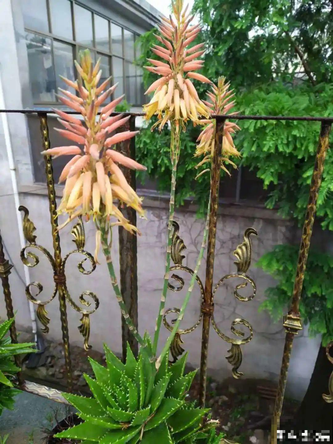 老人常说,6种吉祥花,轻易不开花,开花据说有好运 老人常说,6种吉祥花,轻易不开花,开花据说有好运