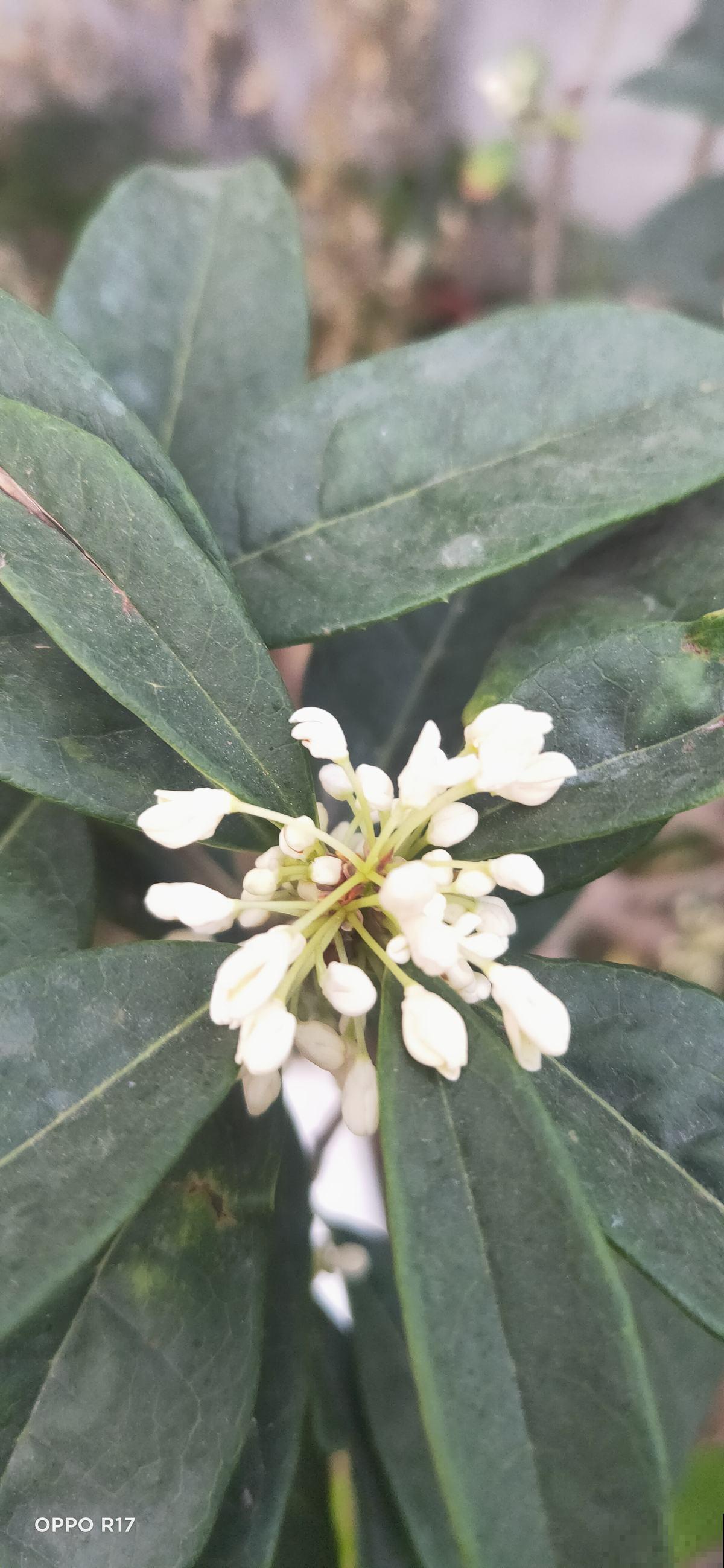 这4种花是老酒鬼,半个月喝一口酒,叶片又翠又绿 这4种花是老酒鬼,半个月喝一口酒,叶片又翠又绿