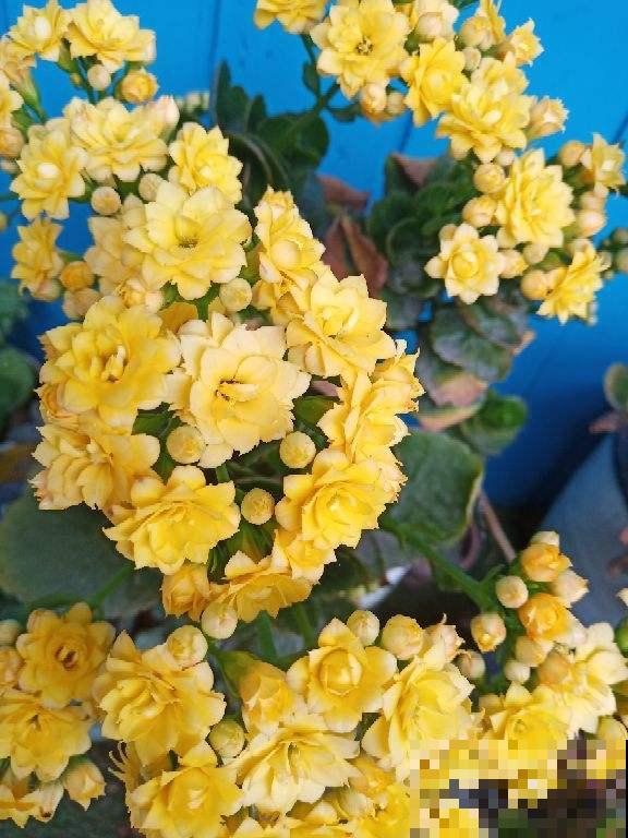 买回家的花总掉花苞,原因出在4个地方,赶紧改正还能开花 买回家的花总掉花苞,原因出在4个地方,赶紧改正还能开花