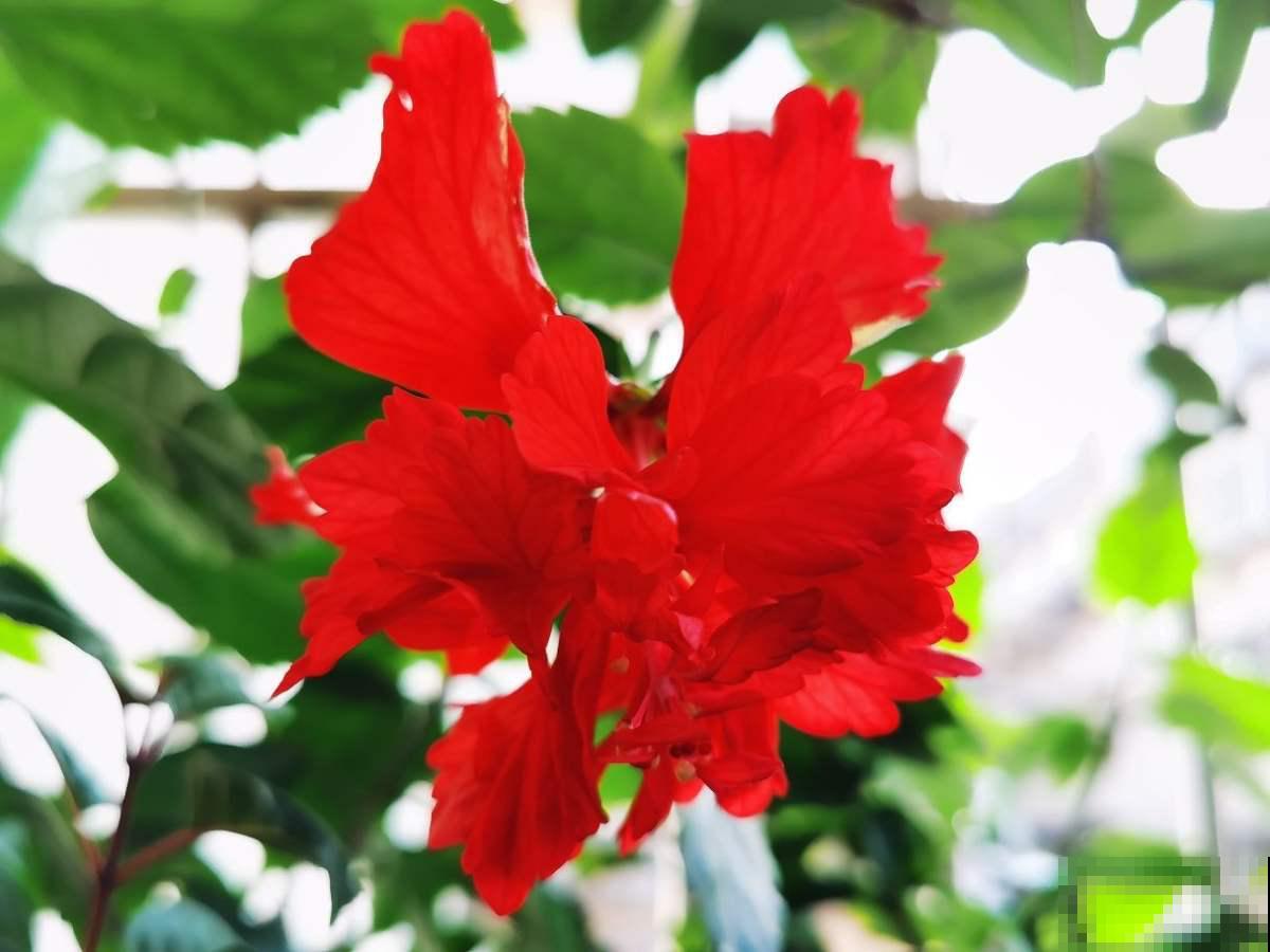 名字不吉利的4种花,开花太美,忍不住要养 名字不吉利的4种花,开花太美,忍不住要养