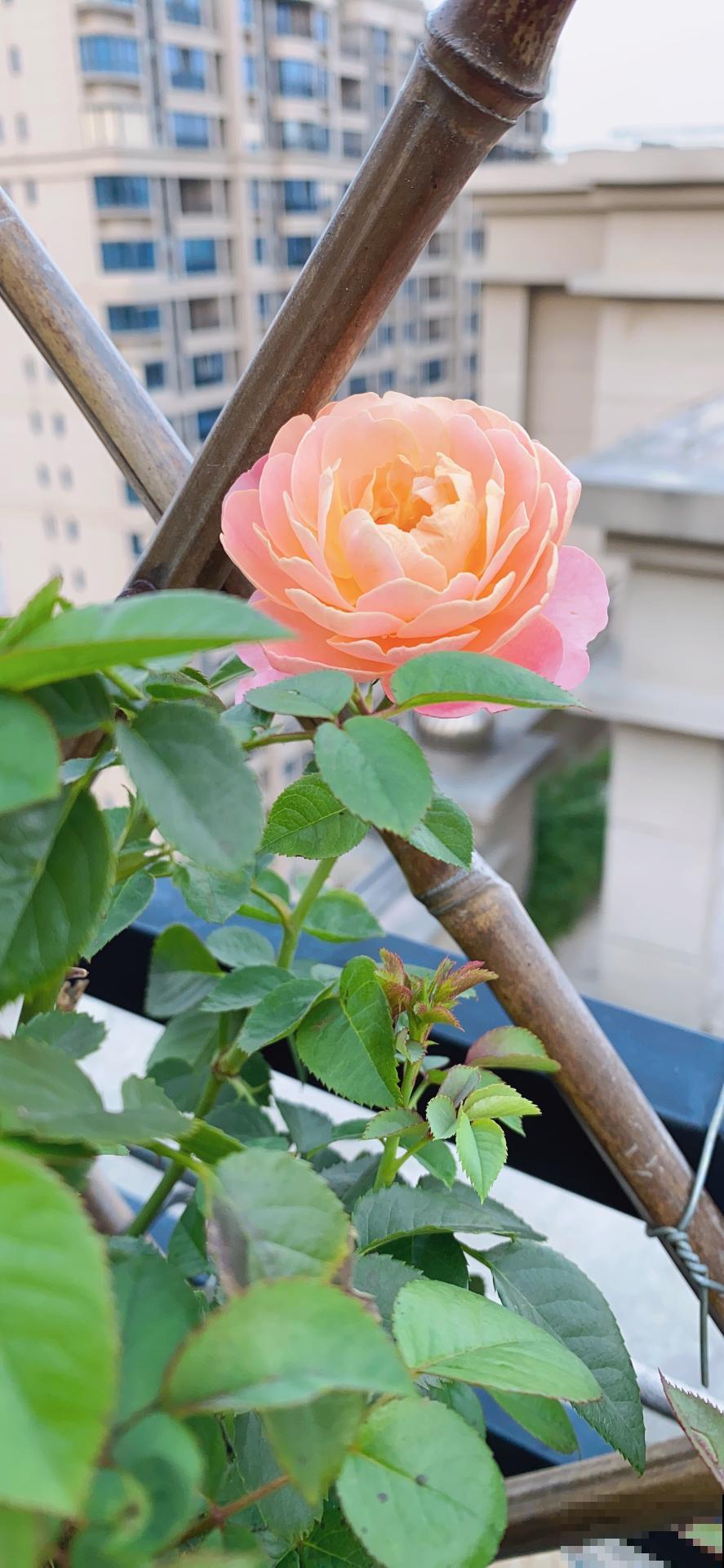 这4种花最适合养在阳台，好养易爆盆，打造优美小花园