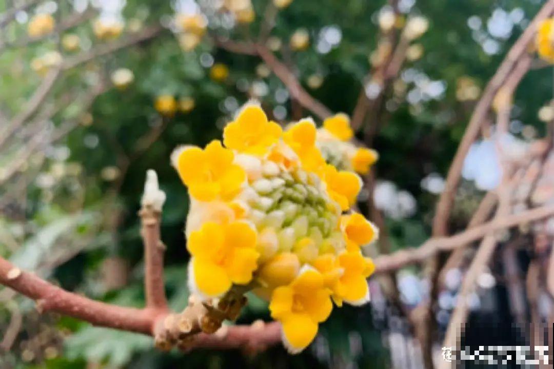 立春了，10种花最先上肥料，今年呼呼开到爆