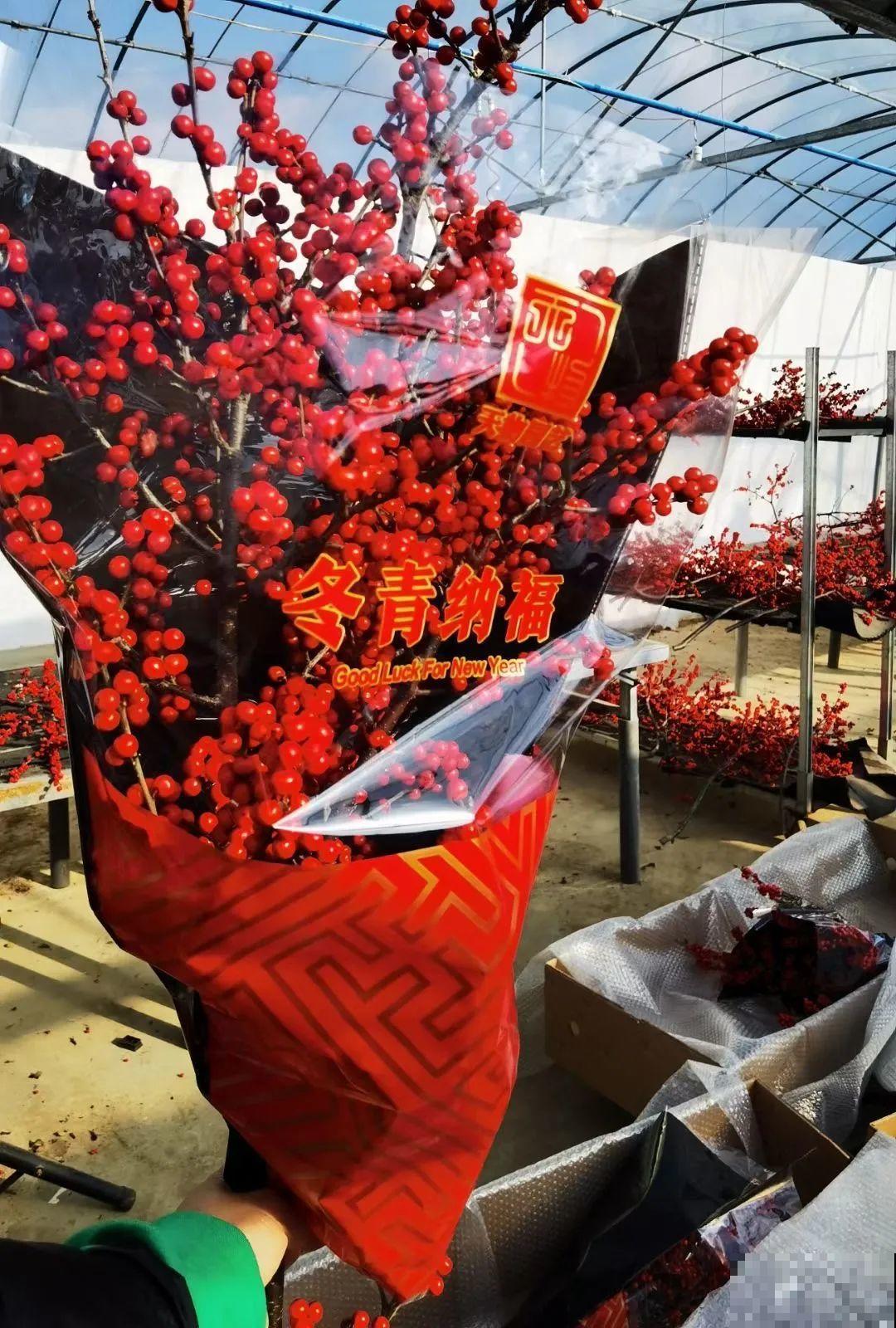 家里养盆北美冬青,红红火火,财源广进 家里养盆北美冬青,红红火火,财源广进