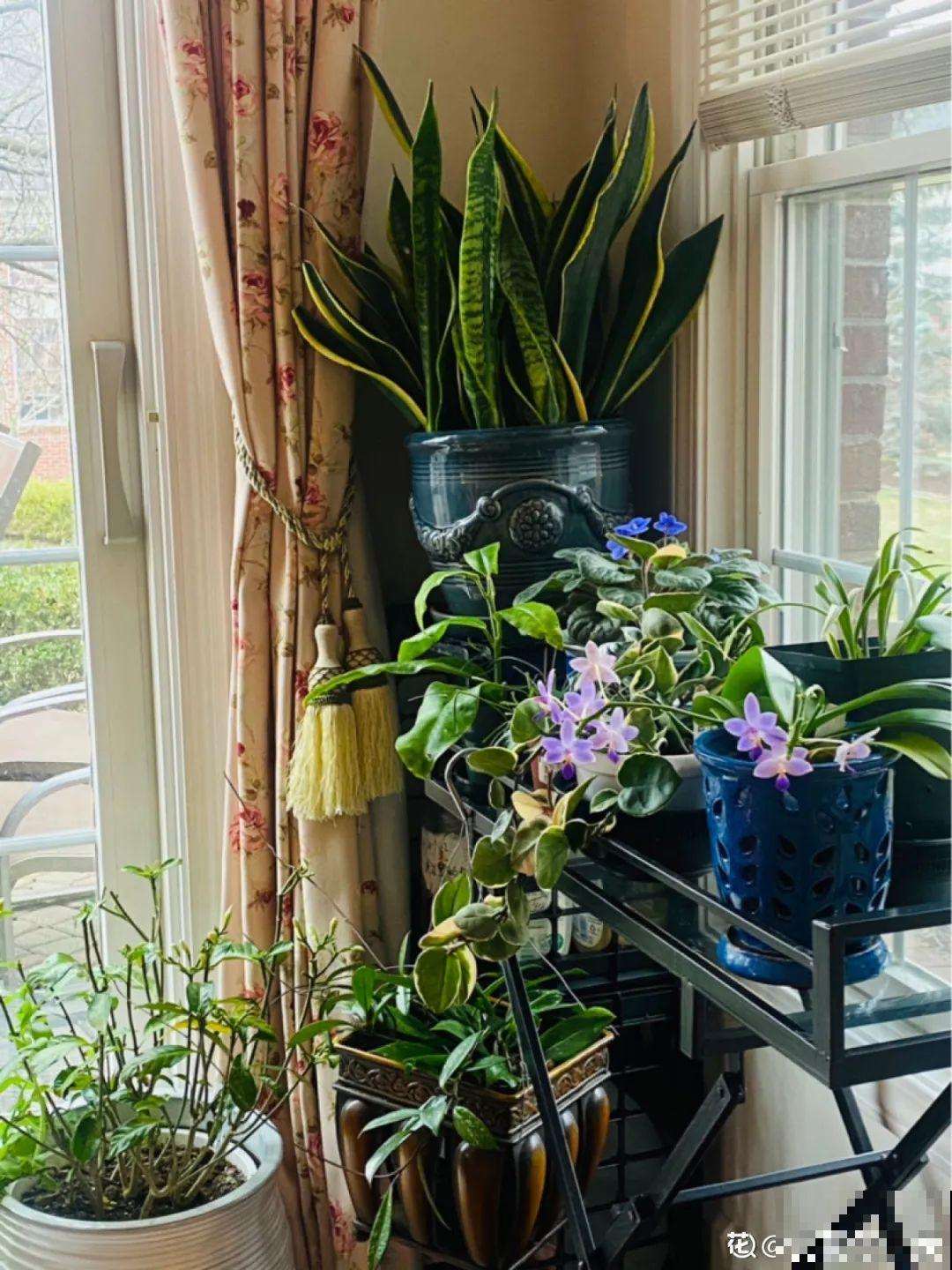 客厅养花别乱摆，选对位置，财运滚滚来！