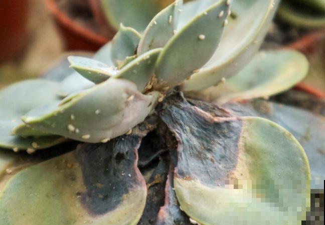 多肉出现蚧壳虫，不要着急，记住这3种方法轻松防治