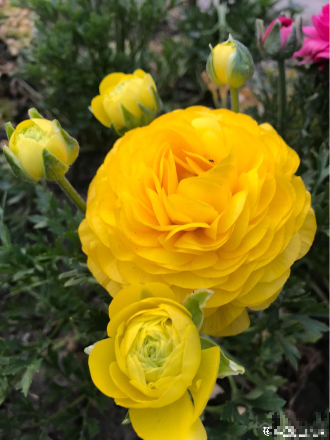 一种花被称作“小牡丹花”,能开花3个月,比玫瑰花还好看 一种花被称作“小牡丹花”,能开花3个月,比玫瑰花还好看