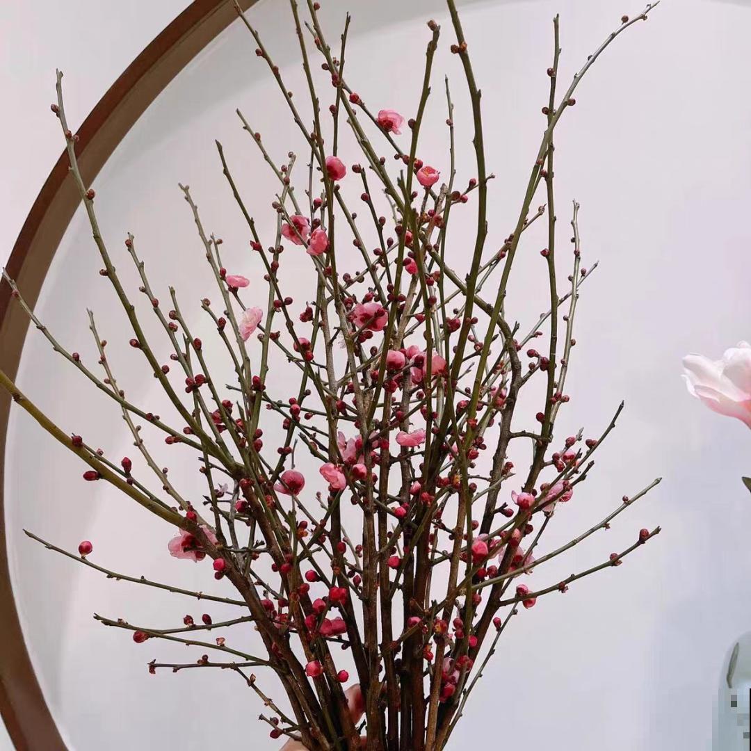 1种花剪几根枝,插水里3天就开花,迎春报喜,花香四溢 1种花剪几根枝,插水里3天就开花,迎春报喜,花香四溢