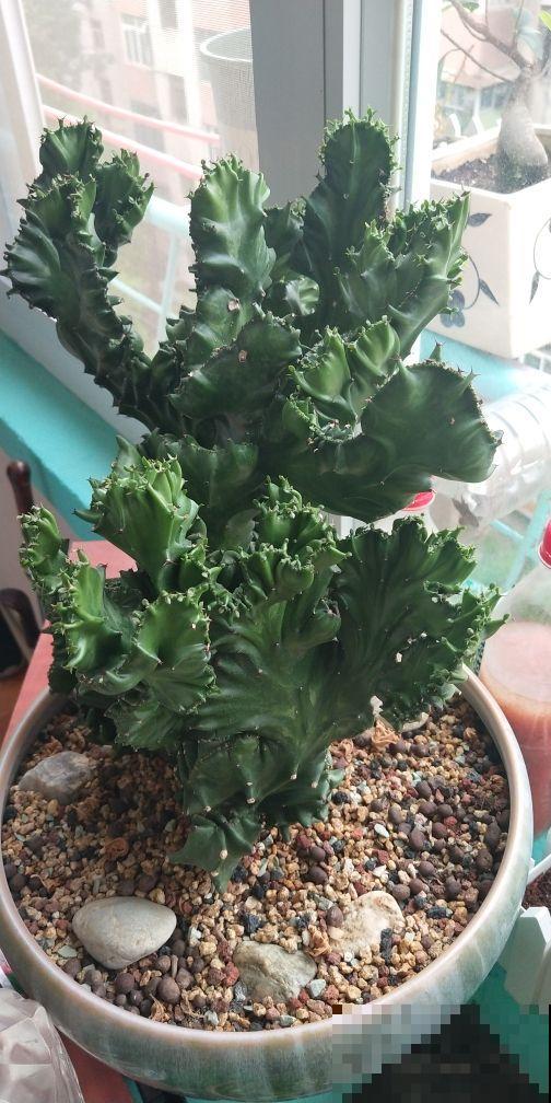 邻居捡了一棵怪植物,栽花盆里养5年,有人出5万买 邻居捡了一棵怪植物,栽花盆里养5年,有人出5万买