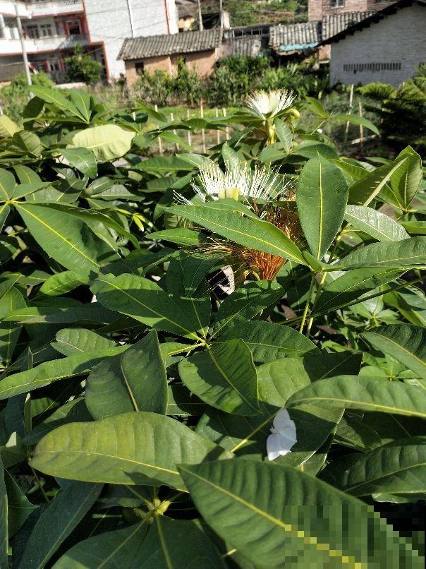 老祖宗说6种招财花，轻易不开花，一开花就预示“好运”