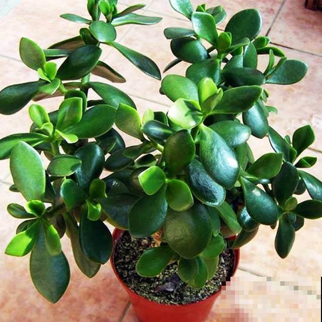 春天养玉树,需要记住4个养护技巧,简单又实用 春天养玉树,需要记住4个养护技巧,简单又实用