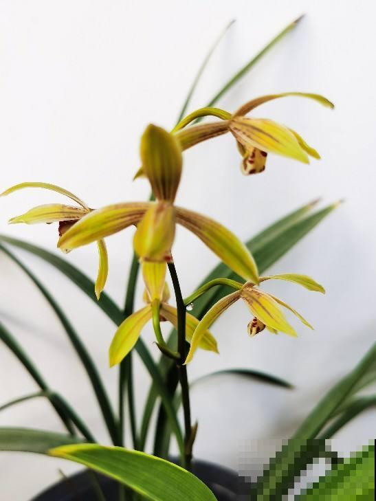 花中四君子,品格高尚似君子,你家养了几种? 花中四君子,品格高尚似君子,你家养了几种?