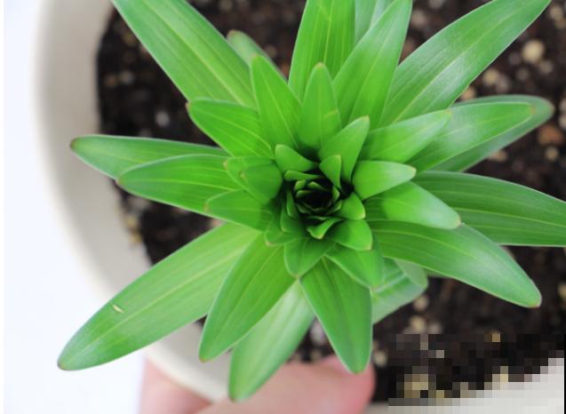 百合种球发芽后，养殖要注意这5点，后期开花好看